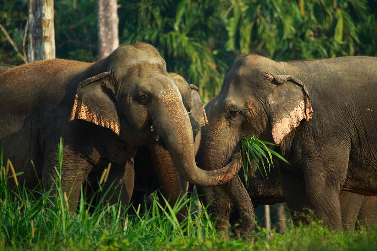 Elephant Hills