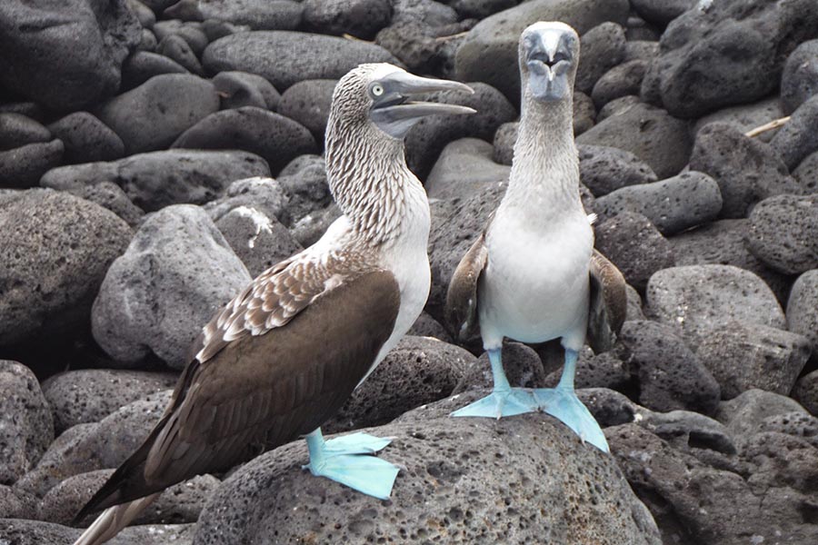 Blue-Footed Boobies