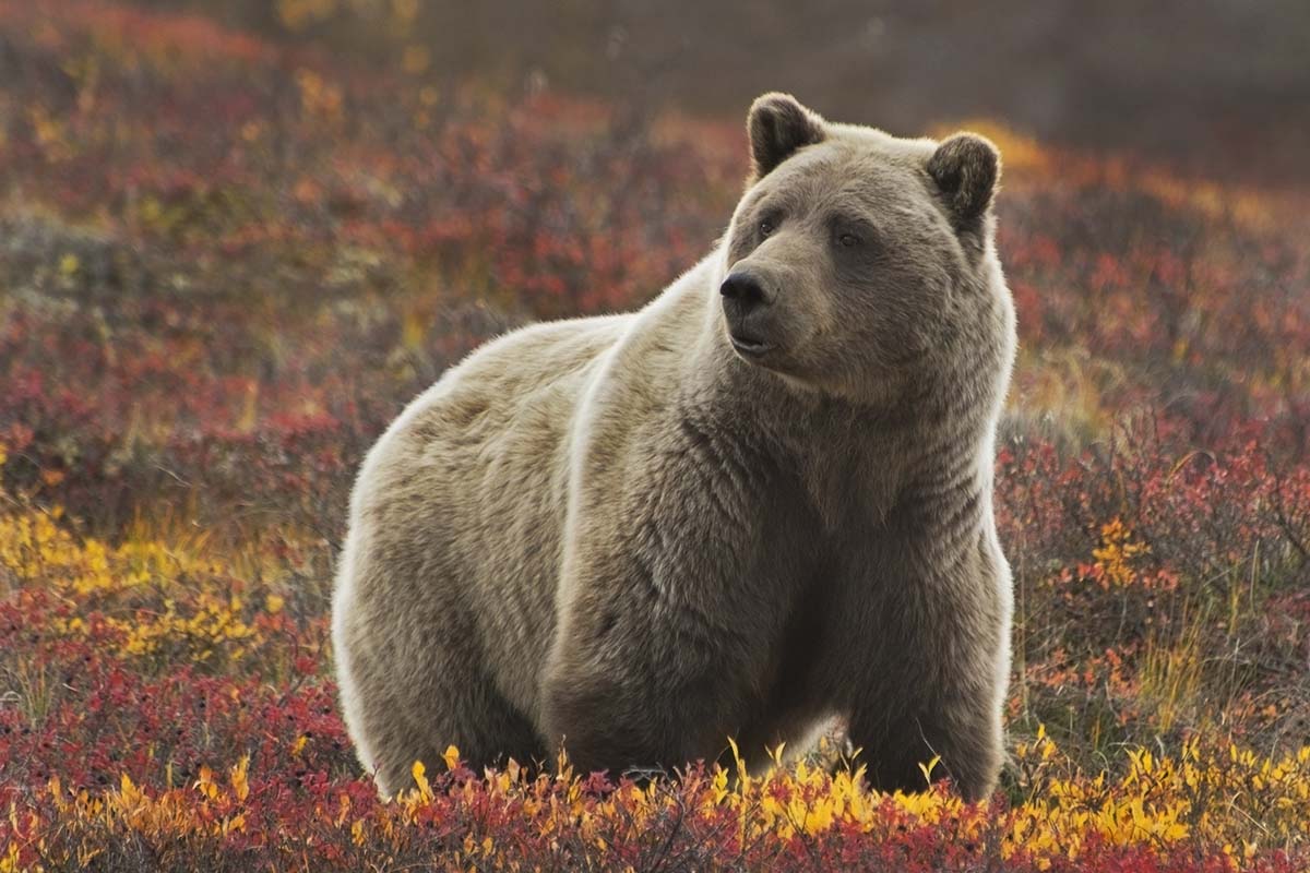 Denali National Park
