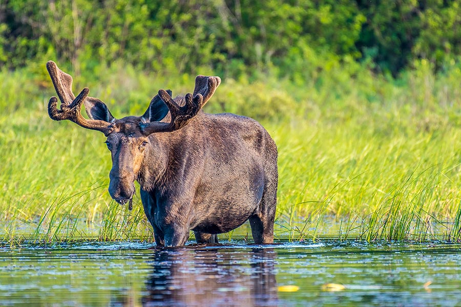 Algonquin Provincial Park