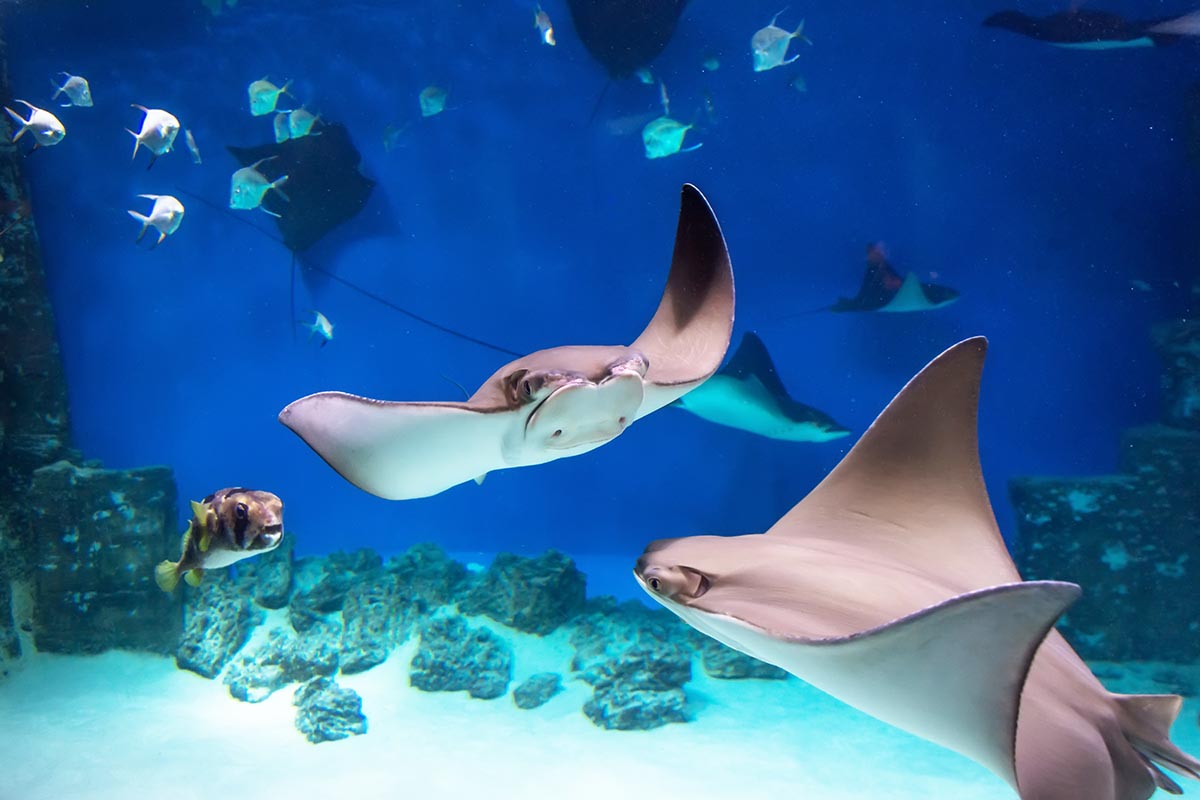 Snorkelling with Stingrays