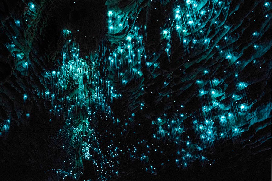 Waitomo Glowworm Caves Admission