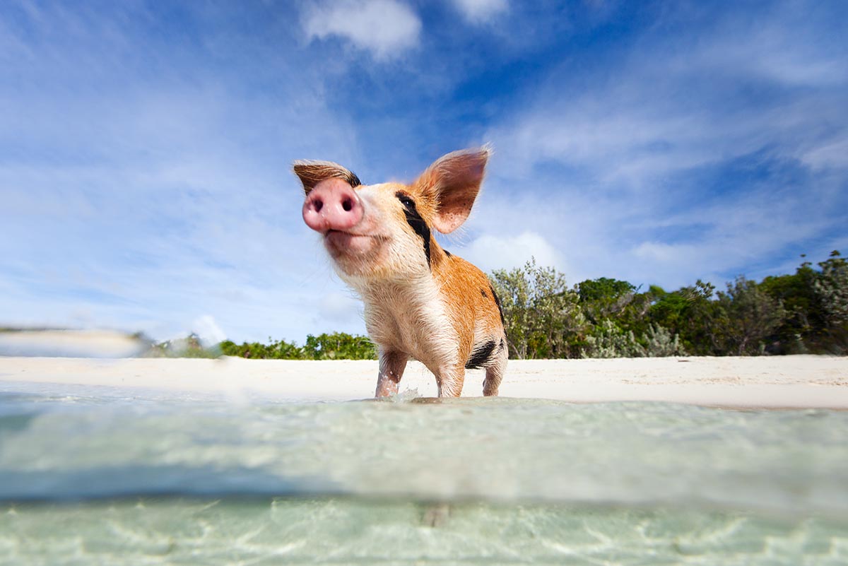 Bahamas, Caribbean