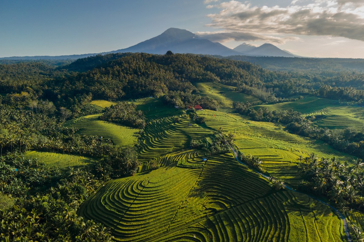 Rice Terraces