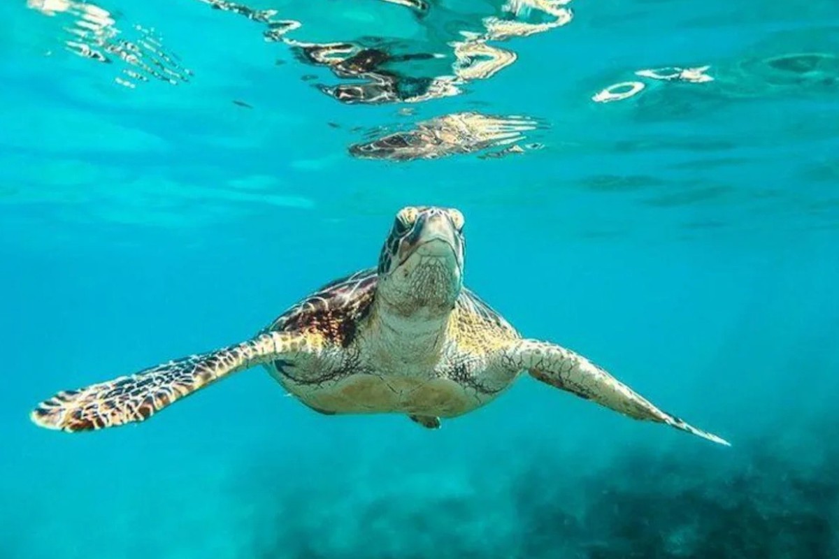 Barbados Catamaran Turtle and Shipwreck Snorkelling Cruise