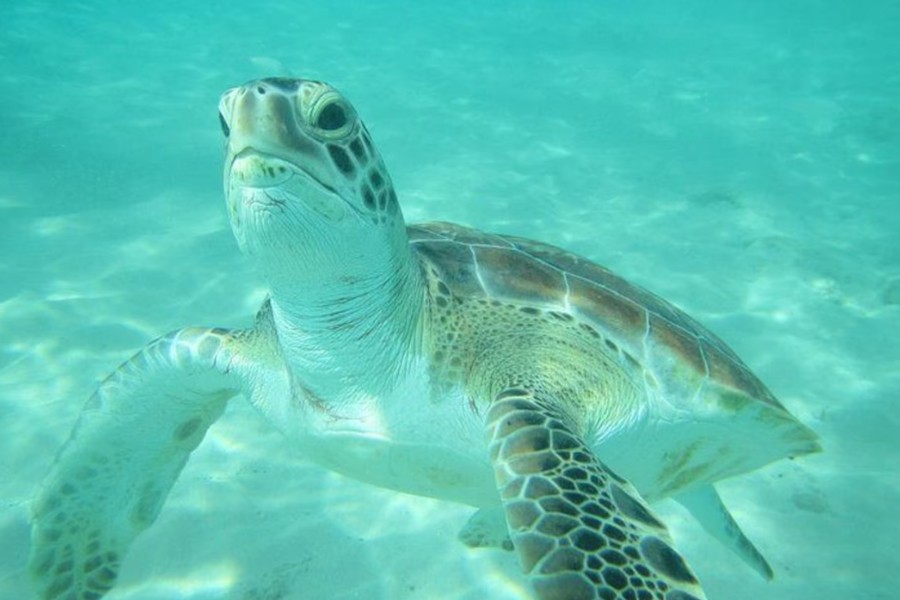 Barbados Catamaran Turtle and Shipwreck Snorkelling Cruise