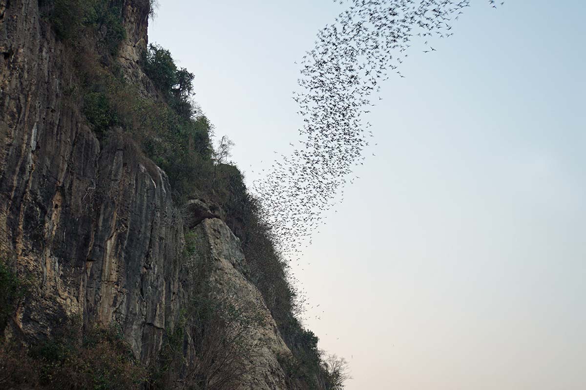 Bat Cave, Battambang