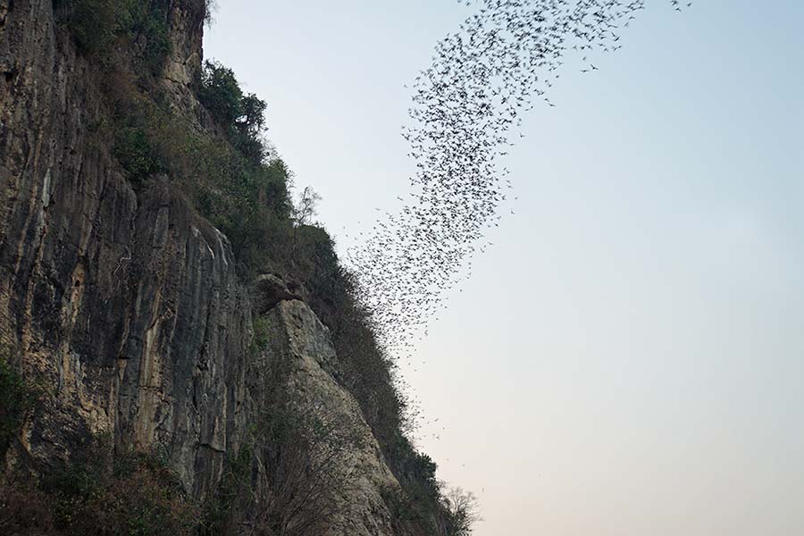 Bat Cave, Battambang