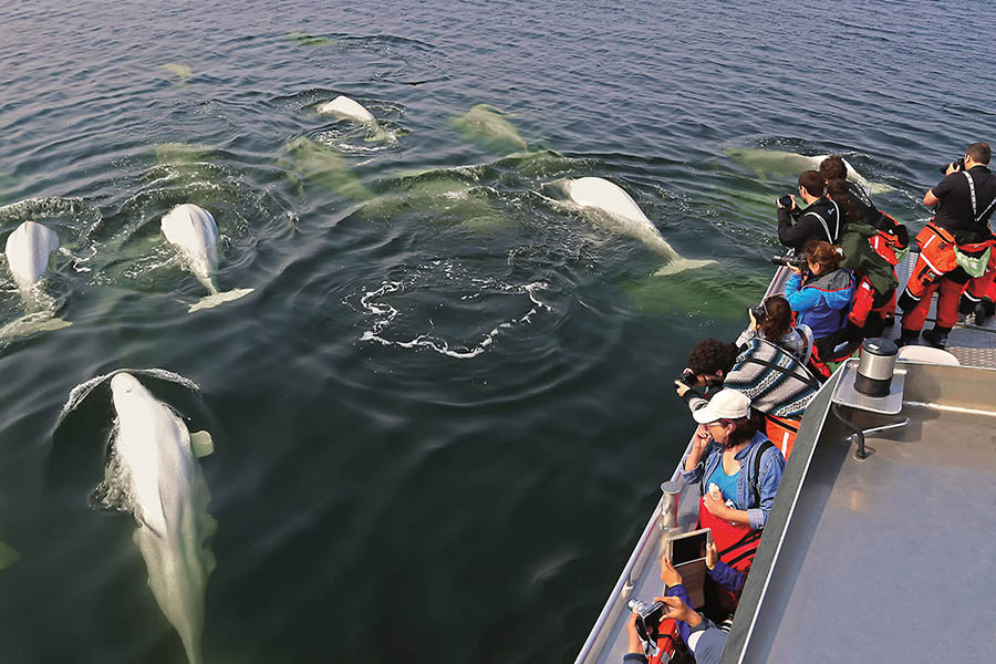 Beluga Whale Zodiac Cruise & Prince of Wales Fort Tour