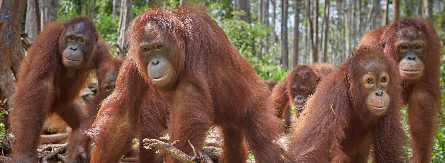 Sandakan, Borneo