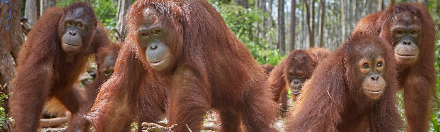 Sandakan, Borneo