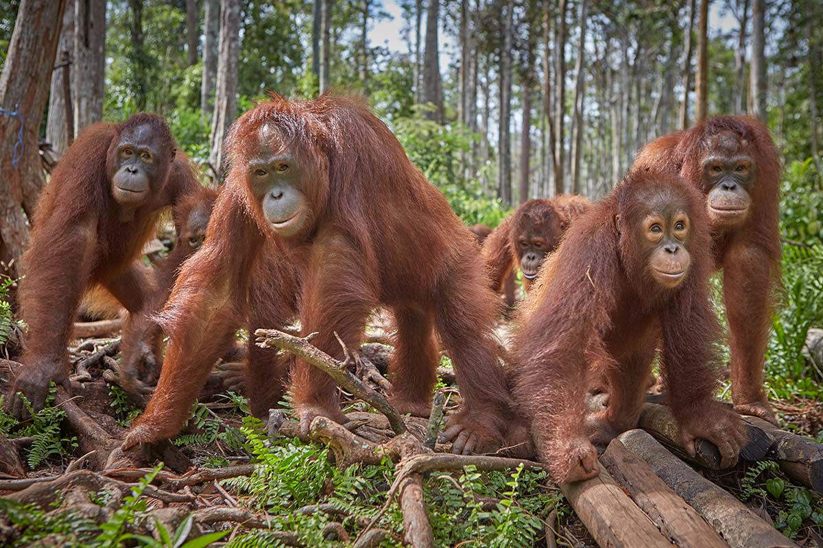 Sepilok Orangutan Rehabilitation Centre, Sandakan