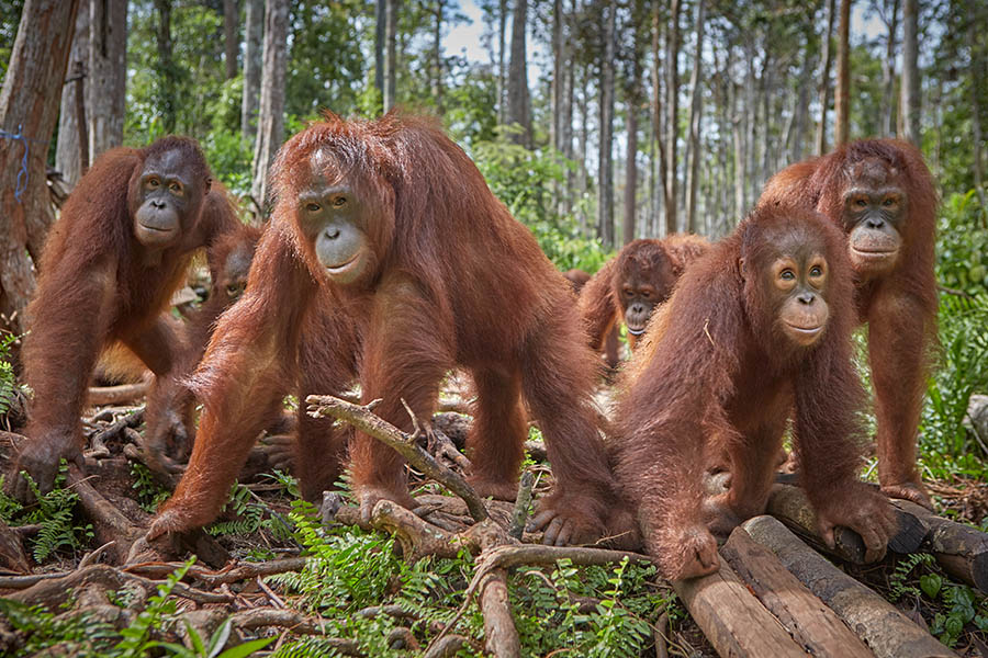 Sepilok Orangutan, Sun Bear & Rainforest Tour