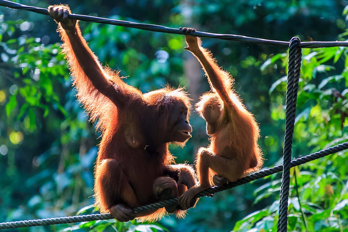 Sepilok Orangutan Rehabilitation Centre, Sandakan, Borneo