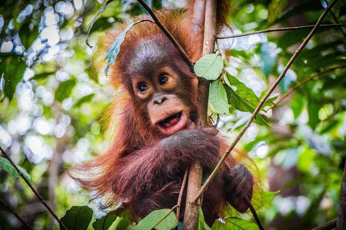 Sepilok Orangutan, Sun Bear & Rainforest Tour