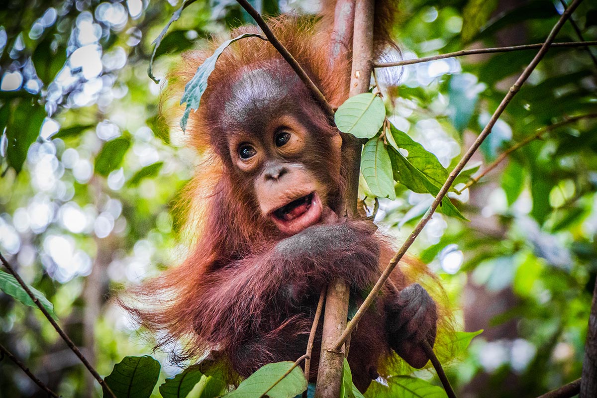 Sepilok Orangutan Rehabilitation Centre, Sandakan, Borneo