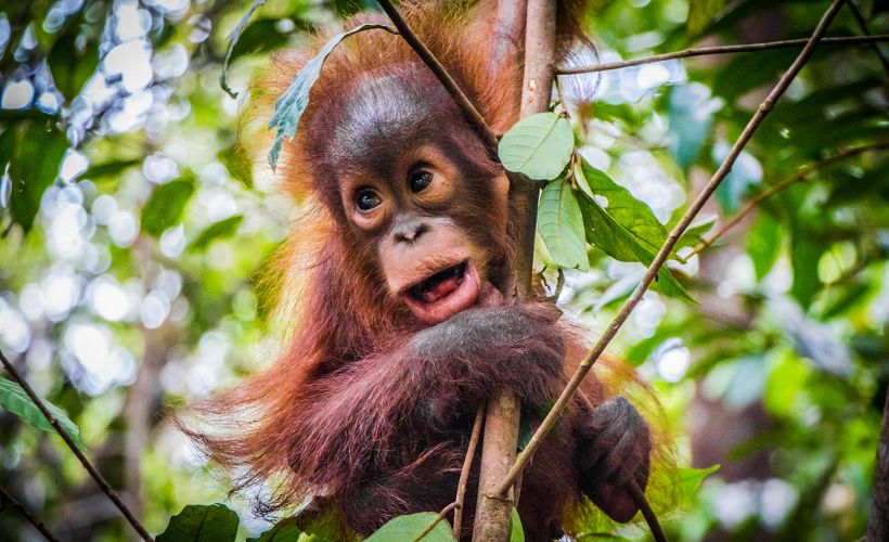 Sepilok Orangutan, Sun Bear & Rainforest Tour