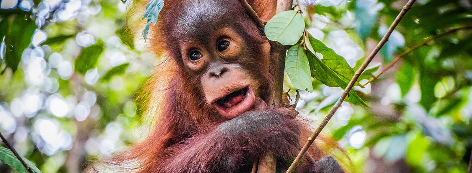 Sepilok Orangutan, Sun Bear & Rainforest Tour