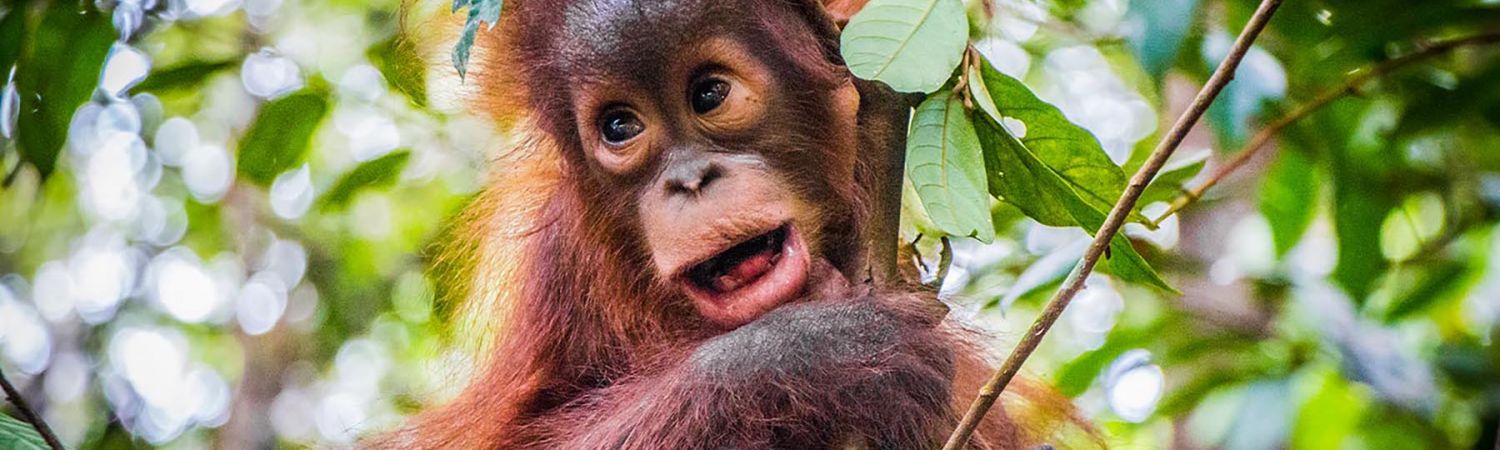 Sepilok Orangutan, Sun Bear & Rainforest Tour