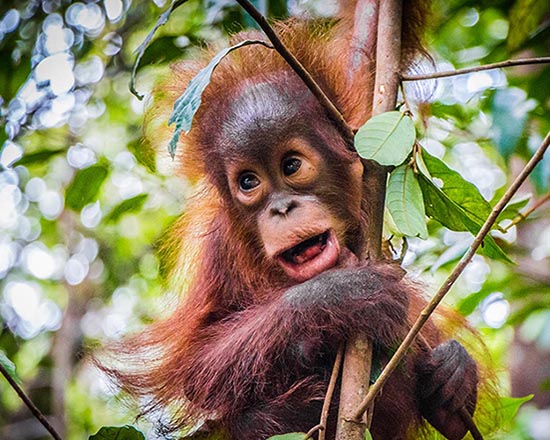 Sepilok Orangutan, Sun Bear & Rainforest Tour