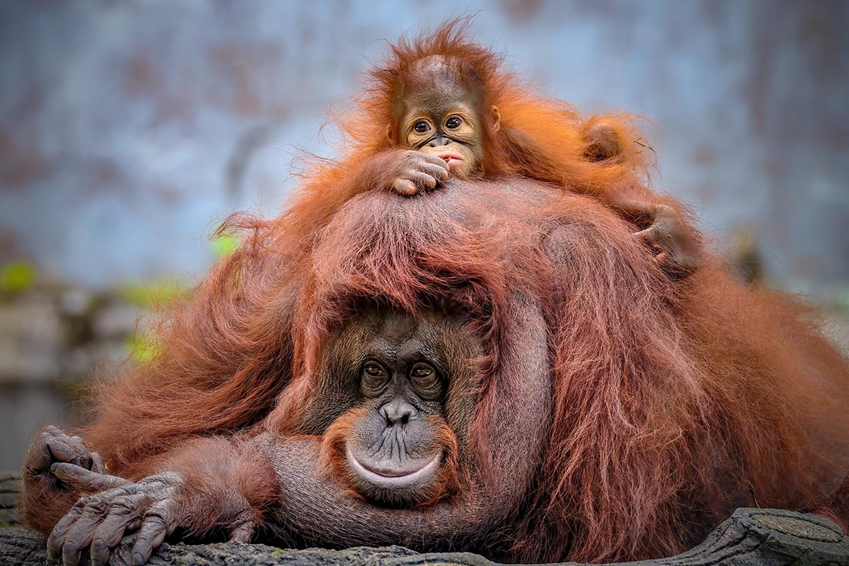 Sepilok Orangutan & Sun Bear Discovery Tour