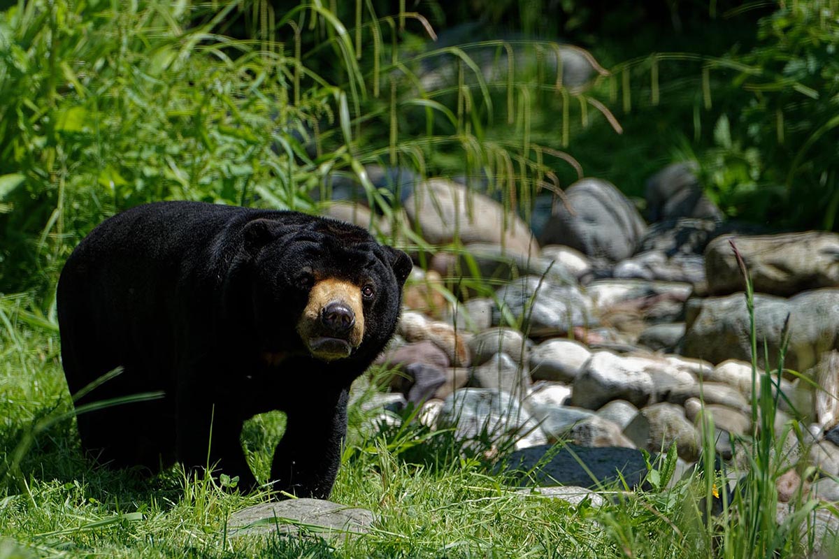 Sepilok Orangutan, Sun Bear & Rainforest Tour