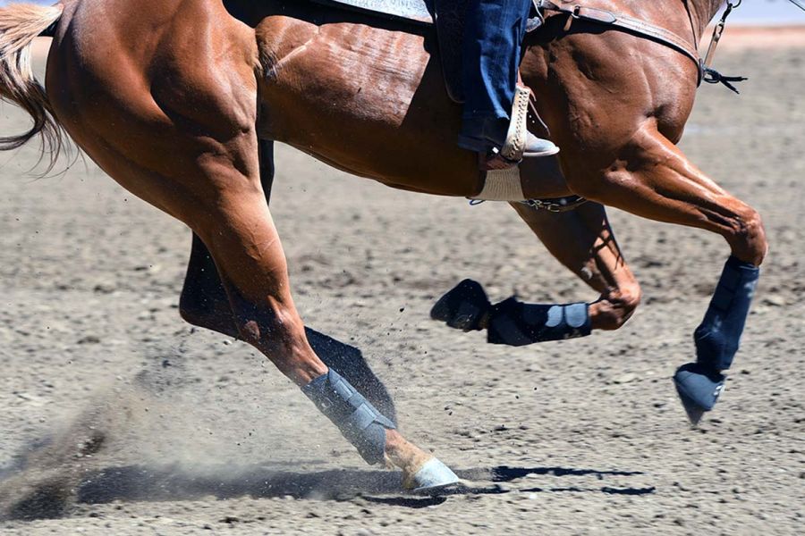 Calgary Stampede Grounds and Rodeo