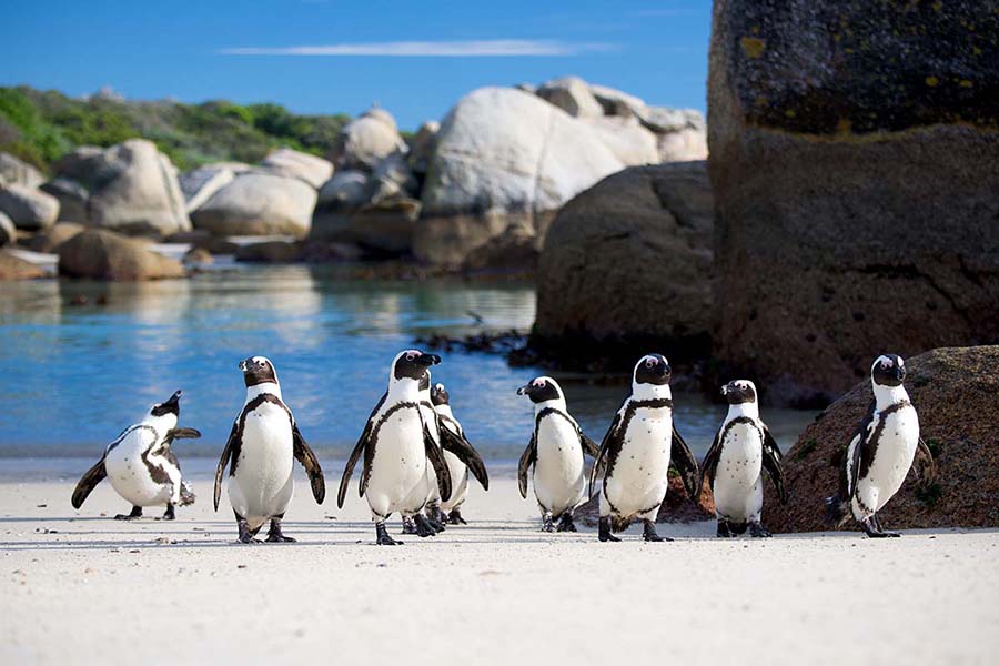 African penguins standing on the white sand at Boulders Beach near Cape Town