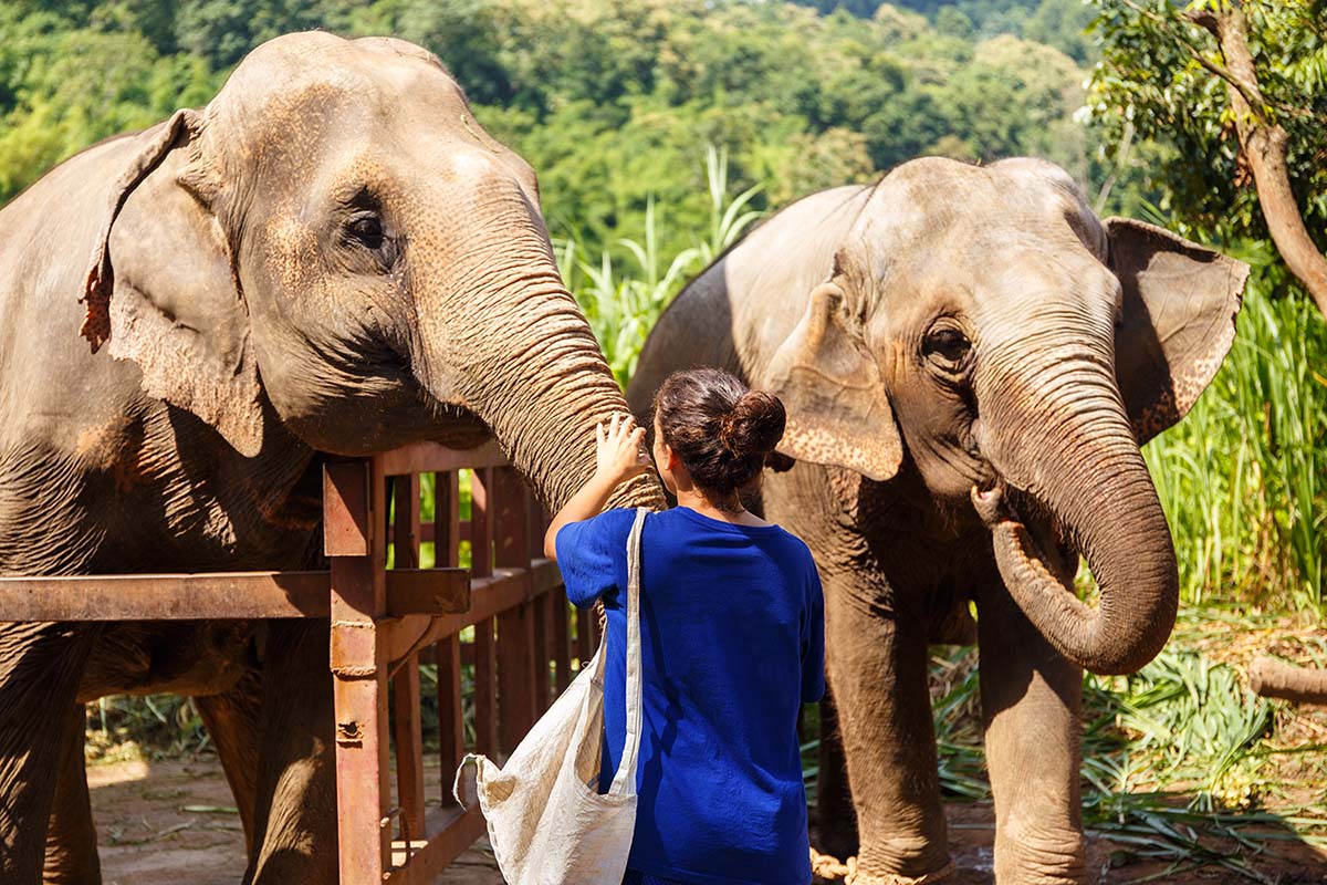 Care Pride Elephant Sanctuary, Chiang Mai, Thailand