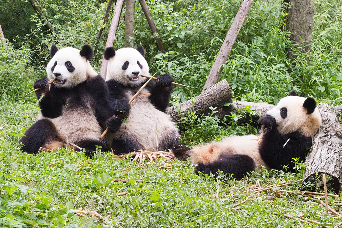 Panda Conservation Centre, Chengdu, China