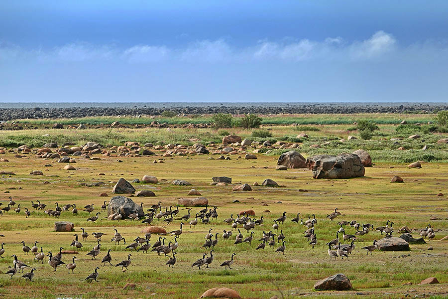 Churchill Tundra Exploration