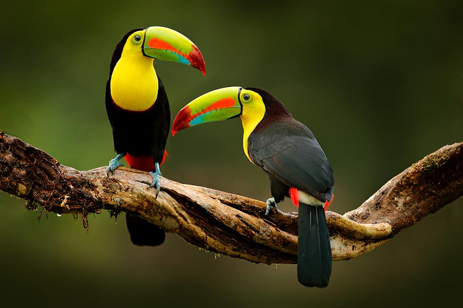 Two keel-billed toucans perched face-to-face on a mossy branch in Costa Rica rainforest