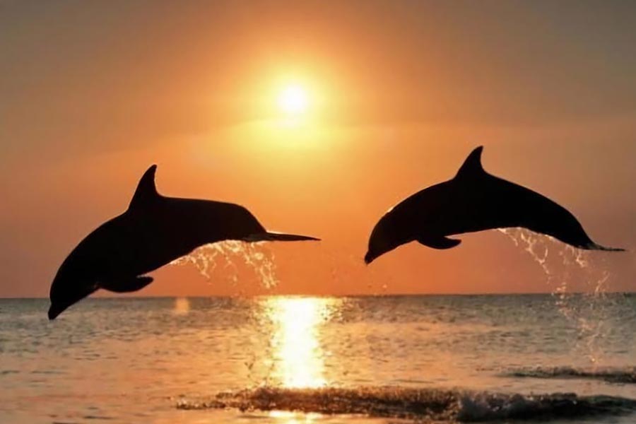 Clearwater Sunset Celebration Cruise