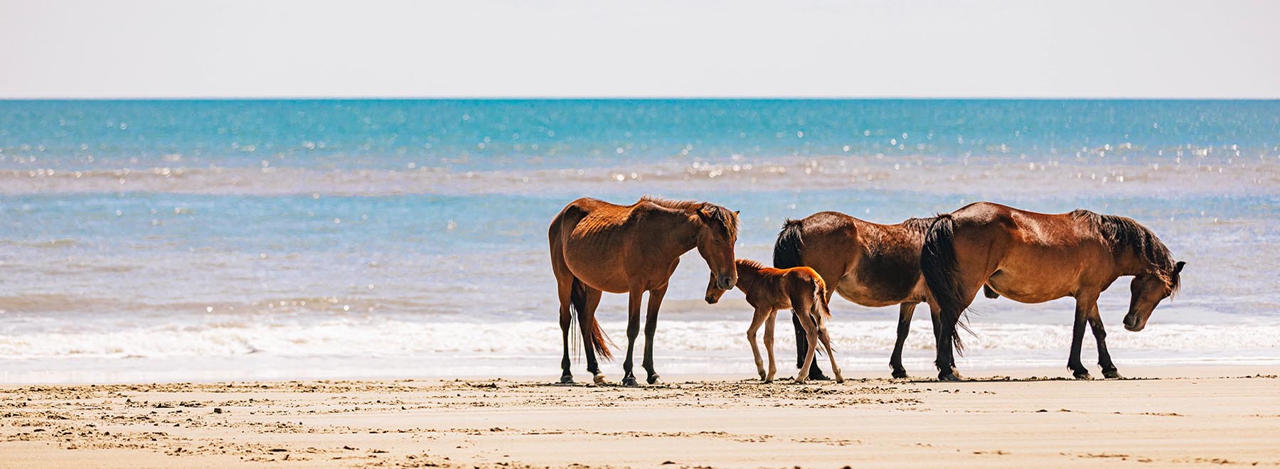 Outer Banks Wild Horse Safari