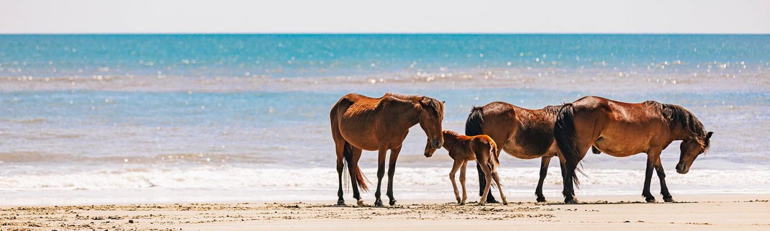 Outer Banks Wild Horse Safari