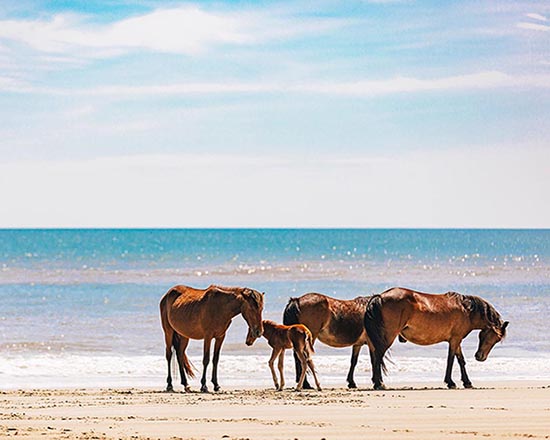 Outer Banks Wild Horse Safari