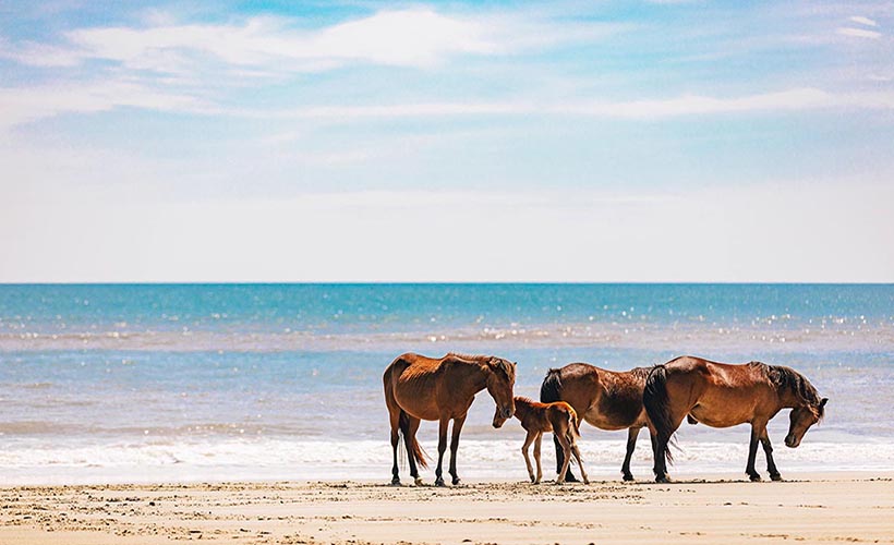 Outer Banks Wild Horse Safari