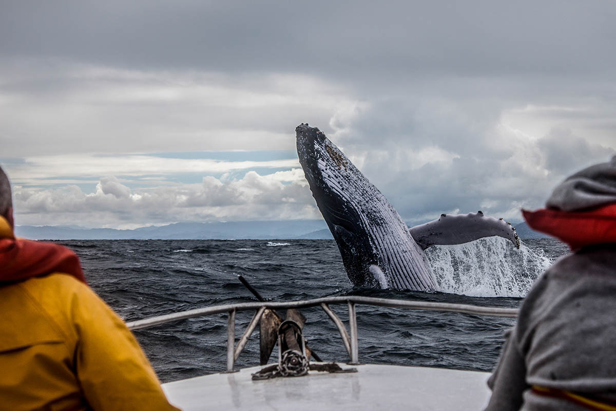 Whale Watching