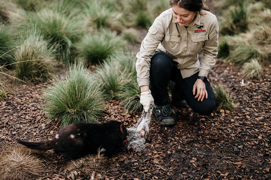 Tasmanian Devil After Dark Feeding Experience
