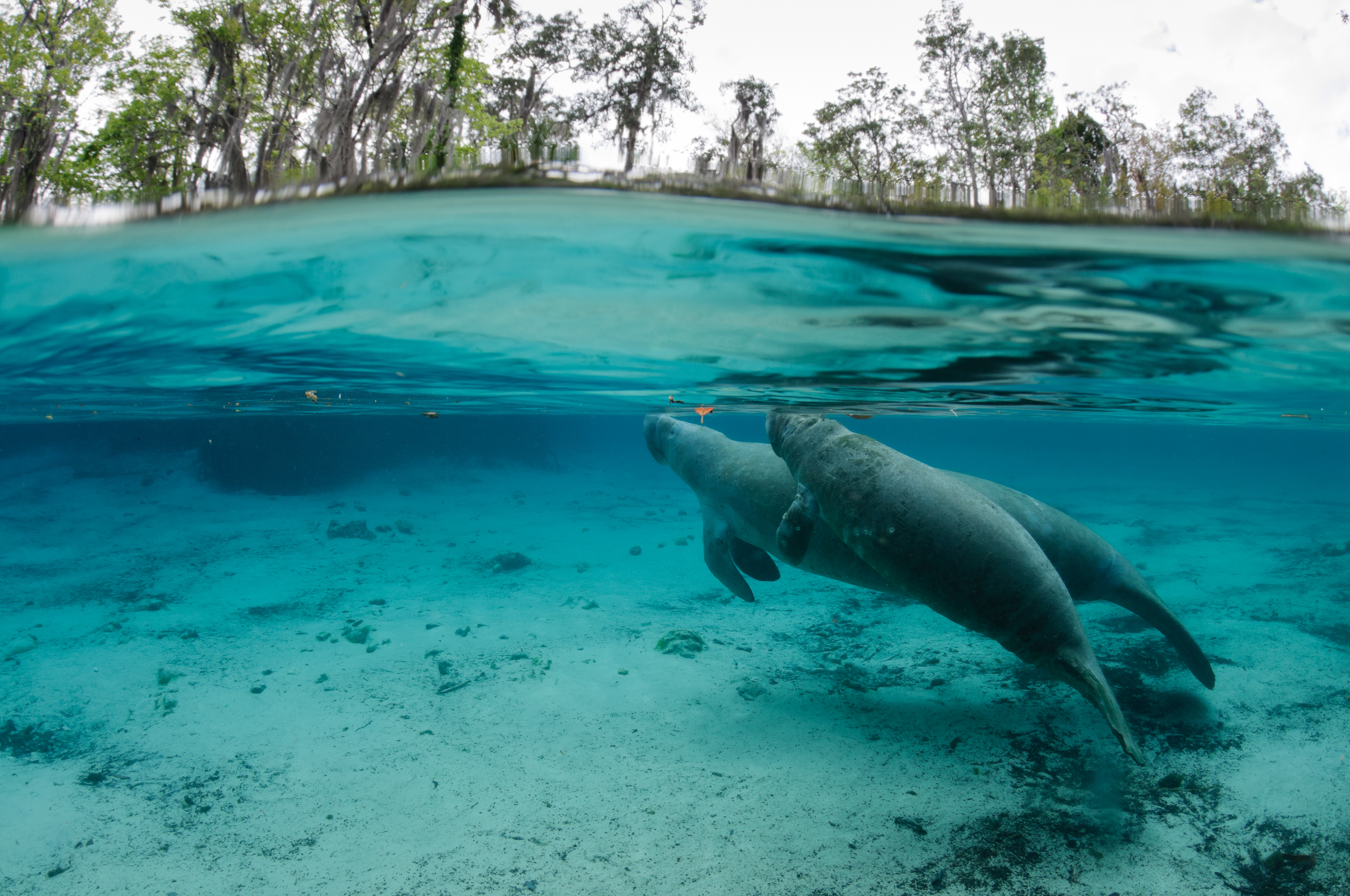 Swim with Manatee, Crystal River, Florida