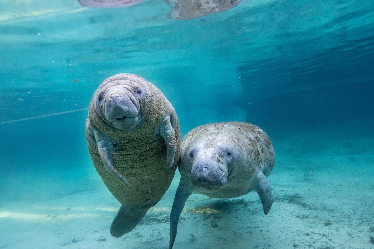 Swim with Manatees