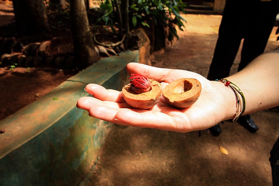 Tropical Spice Garden