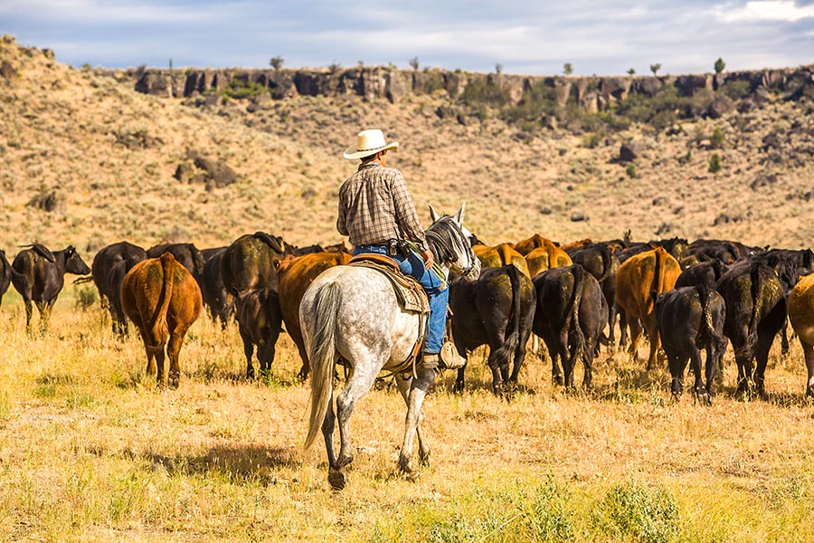 Dixie Dude Ranch