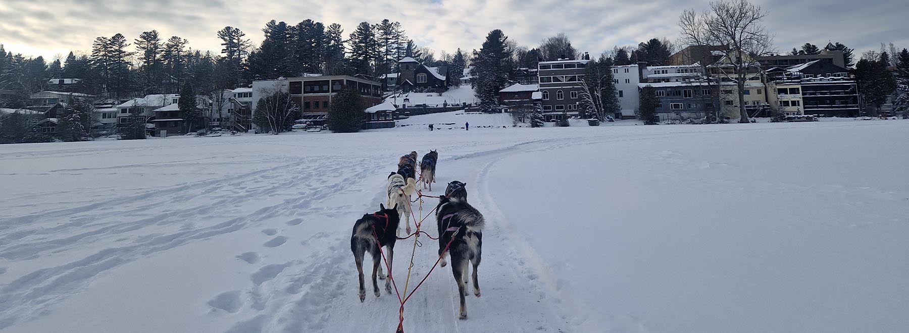 Dog Sledding Lake Placid