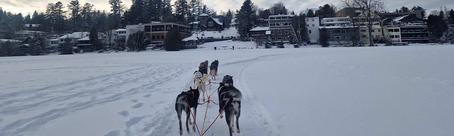 Dog Sledding Lake Placid
