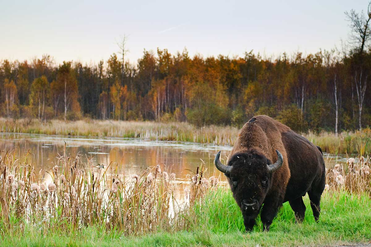 Edmonton, Alberta