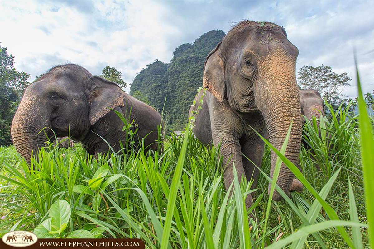 Elephant Hills, Thailand
