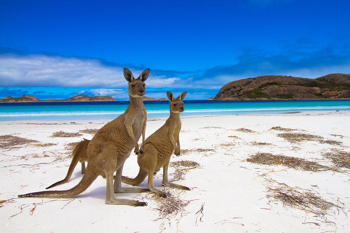 Lucky Bay, Esperance