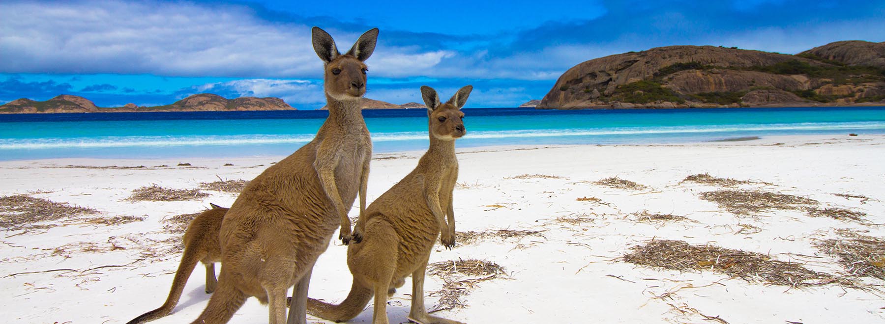 Lucky Bay, Esperance