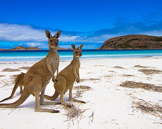 Lucky Bay, Esperance